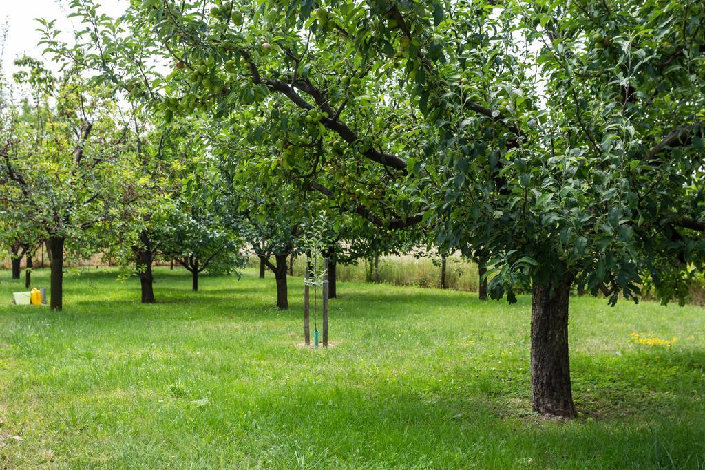 Figula Vendégház Balatonfüred Extérieur photo